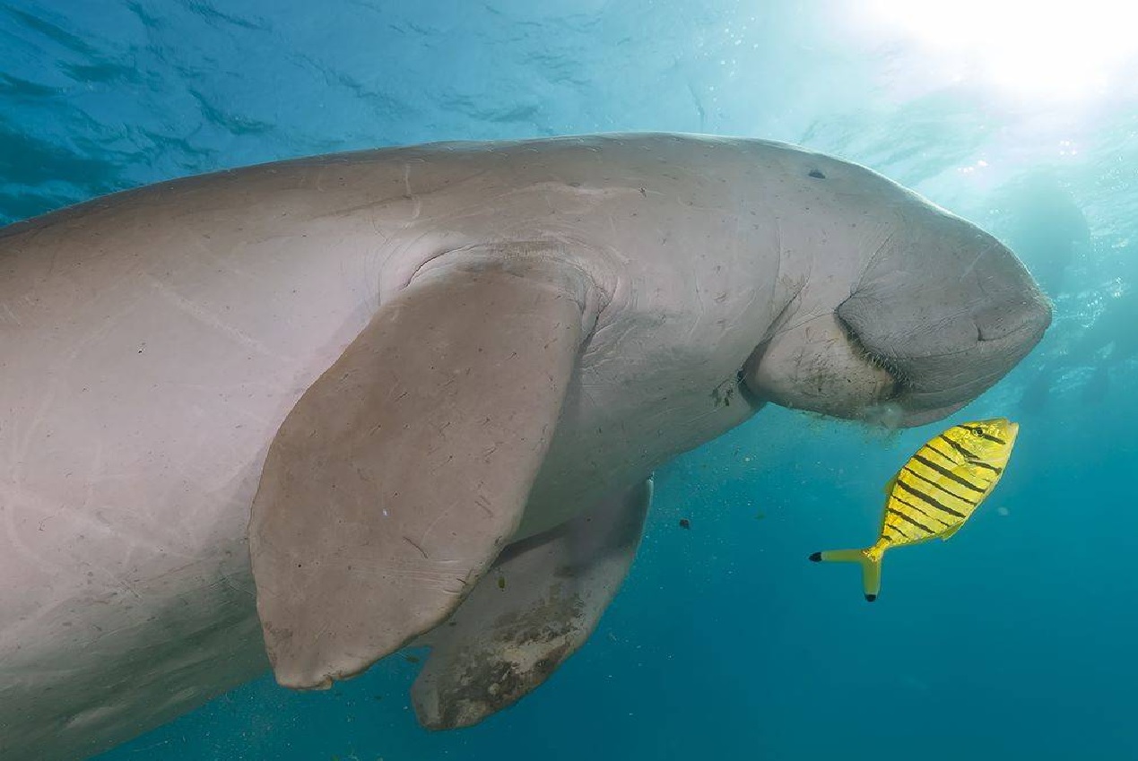 49++ Foto hewan dugong update