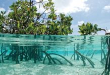 Indonesia Memiliki Potensi Besar dalam Ekonomi Biru