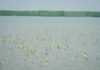 KKP Soroti Keberlanjutan Kawasan Konservasi Mangrove