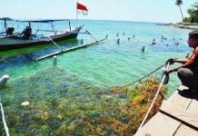 KKP Terus Kembangkan Potensi Rumput Laut